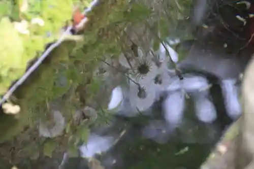 神炊館神社 ⁂奥州須賀川総鎮守⁂の自然