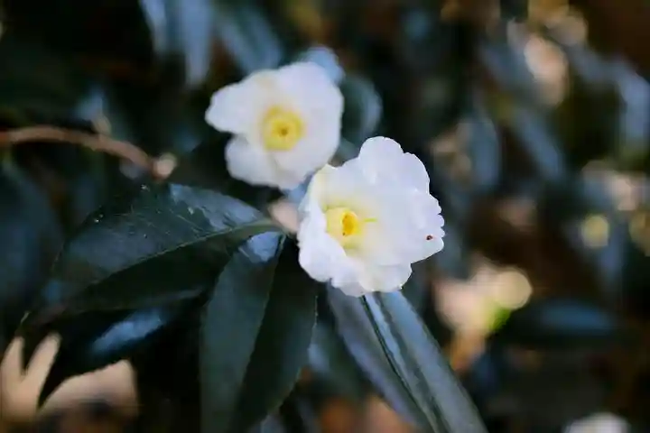 三津厳島神社の自然