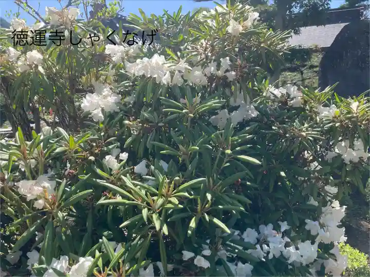 徳運寺(長野県)