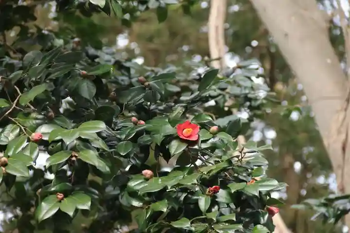 阿久津「田村神社」(郡山市阿久津町)旧社名:伊豆箱根三嶋三社の庭園