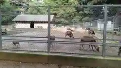 鹿島神宮の動物
