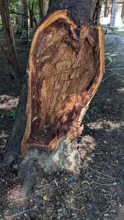 帯廣神社の自然