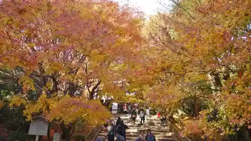 龍安寺の自然