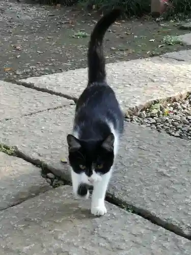 間々田八幡宮の動物