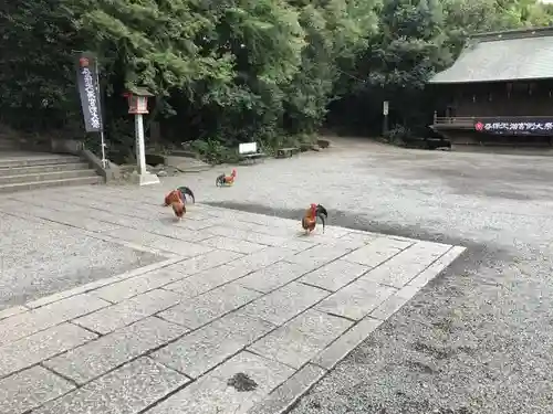 谷保天満宮の動物