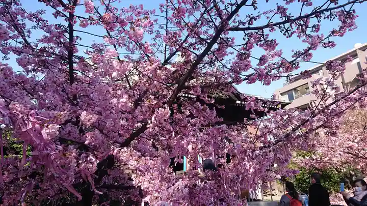 桜神宮の自然