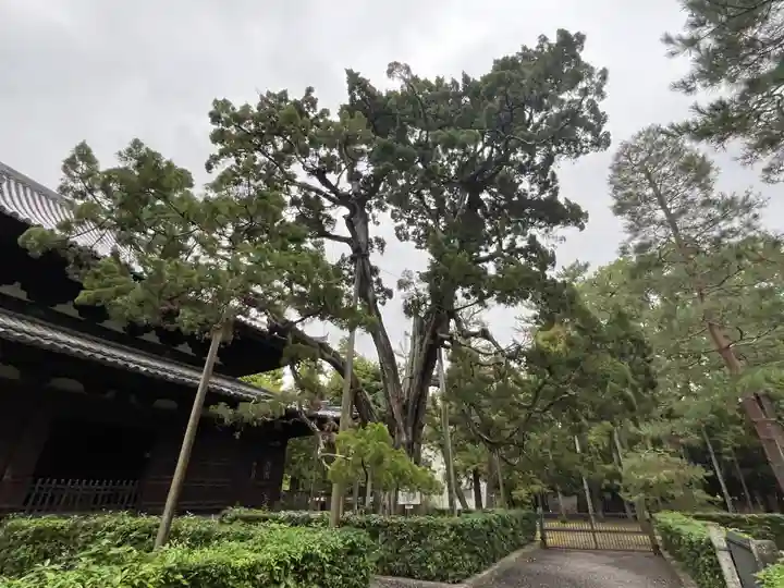 大徳寺(京都府)