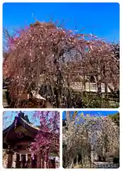 亀戸天神社(東京都)