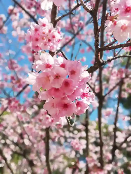 佐嘉神社・松原神社の自然