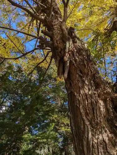 赤坂氷川神社(東京都)