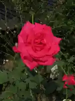 おふさ観音(観音寺)の自然