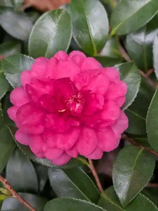 赤坂氷川神社(東京都)