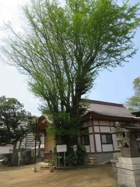 登渡神社の自然