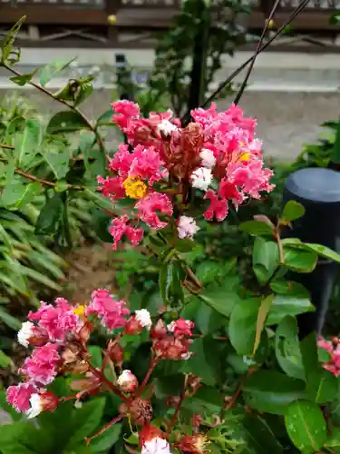 沙沙貴神社の自然