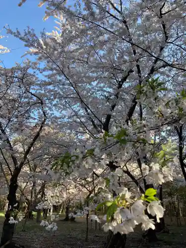 北海道神宮の自然