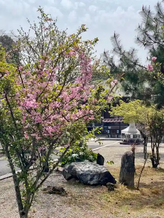 京都乃木神社の自然