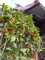 大鏑神社の自然