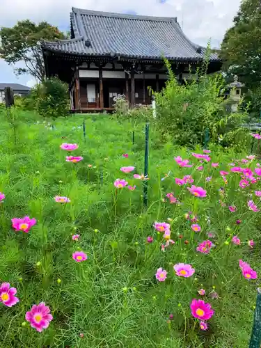 般若寺 ❁﻿コスモス寺❁(奈良県)