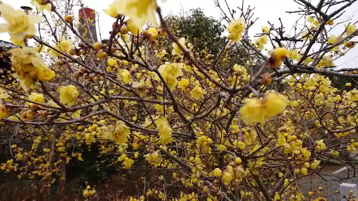 板倉雷電神社の自然