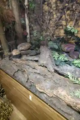 つちのこ神社（親田槌の子神社）の体験その他