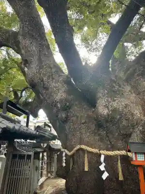 三島神社の{uncategorized: "未分類", other: "その他", undefined: "問題あり", building: "その他建物", grave: "お墓", sacred_gate: "鳥居", guardian: "狛犬", statue: "像", buddha: "仏像", history: "歴史", nature: "自然", garden: "庭園", animal: "動物", pagoda: "塔", temizu: "手水舎", mountain_gate: "山門・神門", sanctuary: "本殿・本堂", subordinate: "末社・摂社", art: "芸術", scenery: "景色", jizo: "地蔵", ema: "絵馬", goshuin: "御朱印", omikuji: "おみくじ", items: "授与品その他", amulet: "お守り", goshuincho: "御朱印帳", eats: "食事", festival: "お祭り", votive_dance: "神楽", shichigosan: "七五三参", wedding: "結婚式", experience: "体験その他", initially: "初詣", around: "周辺", anti_infection: "感染症対策"}