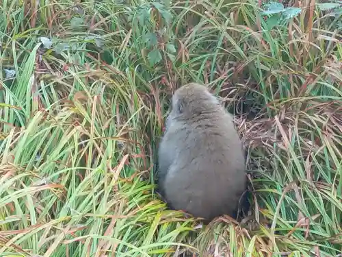 穂高神社奥宮(長野県)
