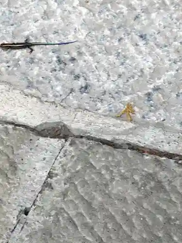 三峯神社の動物