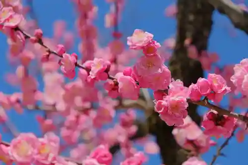 北野天満宮の自然