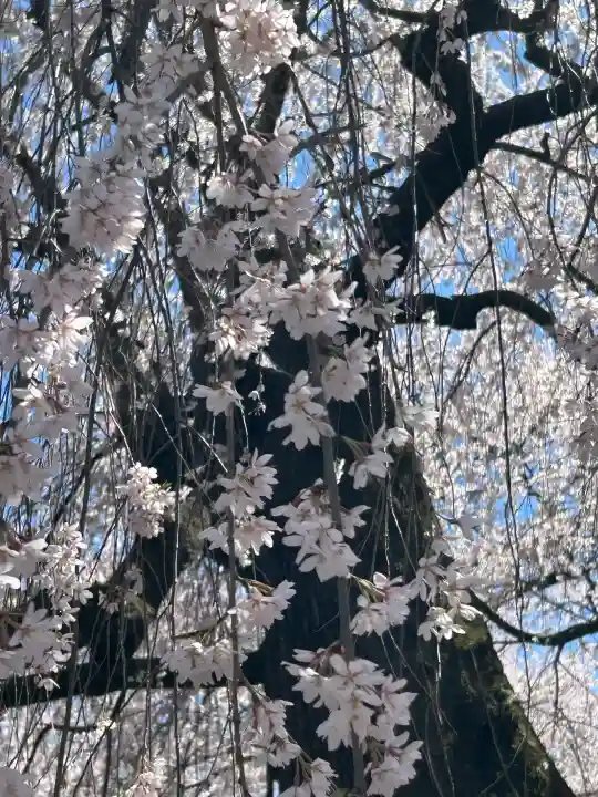 安養寺の{uncategorized: "未分類", other: "その他", undefined: "問題あり", building: "その他建物", grave: "お墓", sacred_gate: "鳥居", guardian: "狛犬", statue: "像", buddha: "仏像", history: "歴史", nature: "自然", garden: "庭園", animal: "動物", pagoda: "塔", temizu: "手水舎", mountain_gate: "山門・神門", sanctuary: "本殿・本堂", subordinate: "末社・摂社", art: "芸術", scenery: "景色", jizo: "地蔵", ema: "絵馬", goshuin: "御朱印", omikuji: "おみくじ", items: "授与品その他", amulet: "お守り", goshuincho: "御朱印帳", eats: "食事", festival: "お祭り", votive_dance: "神楽", shichigosan: "七五三参", wedding: "結婚式", experience: "体験その他", initially: "初詣", around: "周辺", anti_infection: "感染症対策"}