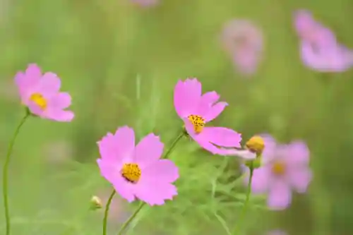 高龍神社(新潟県)