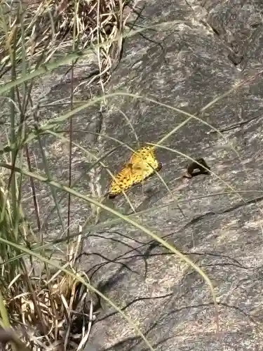 龍王社(香川県)