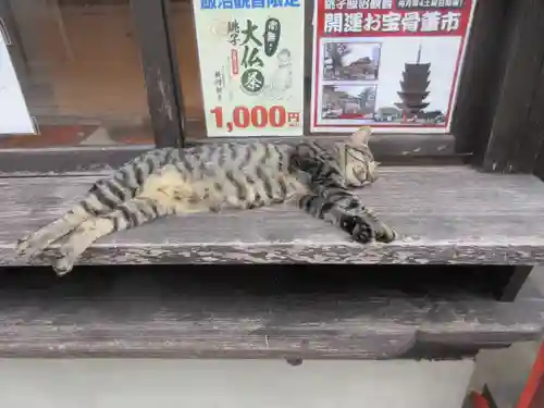 飯沼山 圓福寺の動物