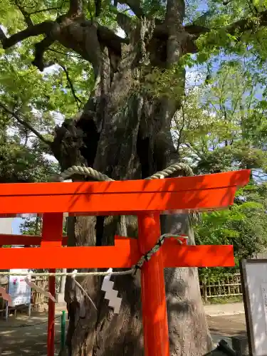 新田神社の{uncategorized: "未分類", other: "その他", undefined: "問題あり", building: "その他建物", grave: "お墓", sacred_gate: "鳥居", guardian: "狛犬", statue: "像", buddha: "仏像", history: "歴史", nature: "自然", garden: "庭園", animal: "動物", pagoda: "塔", temizu: "手水舎", mountain_gate: "山門・神門", sanctuary: "本殿・本堂", subordinate: "末社・摂社", art: "芸術", scenery: "景色", jizo: "地蔵", ema: "絵馬", goshuin: "御朱印", omikuji: "おみくじ", items: "授与品その他", amulet: "お守り", goshuincho: "御朱印帳", eats: "食事", festival: "お祭り", votive_dance: "神楽", shichigosan: "七五三参", wedding: "結婚式", experience: "体験その他", initially: "初詣", around: "周辺", anti_infection: "感染症対策"}