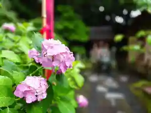 杉本寺(神奈川県)(2026年06月17日(水) 20時35分41秒投稿)