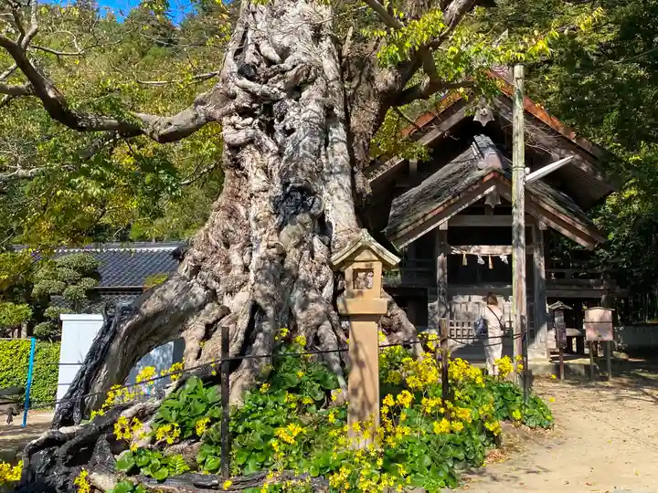 出雲大社の自然
