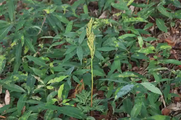 阿久津「田村神社」(郡山市阿久津町)旧社名:伊豆箱根三嶋三社の自然