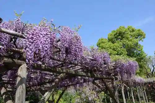 亀戸天神社(東京都)