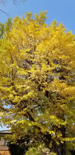 高木神社の自然
