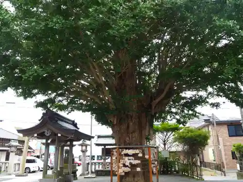 鴨居八幡神社の自然