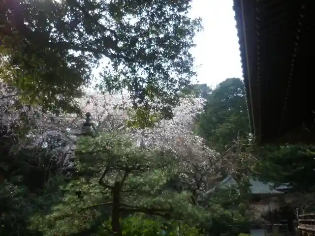 安國論寺(安国論寺)の自然