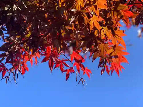 横浜御嶽神社の自然