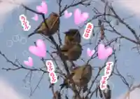 留辺蘂神社の動物