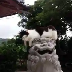 河内阿蘇神社の狛犬