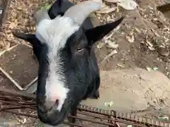 賀茂別雷神社の動物