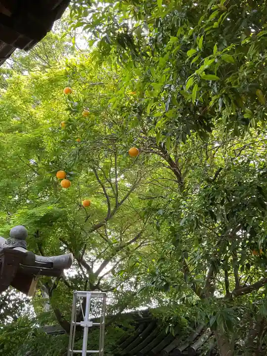 常照院(曼陀羅寺塔頭)(愛知県)