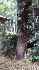 鹿島神社の自然