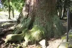 若狭彦神社（上社）の自然