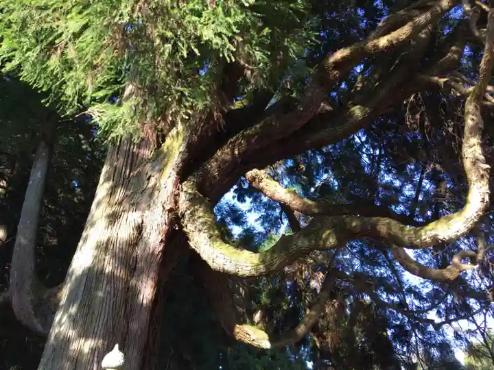 中畑神社の自然
