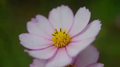 般若寺 ❁﻿コスモス寺❁(奈良県)