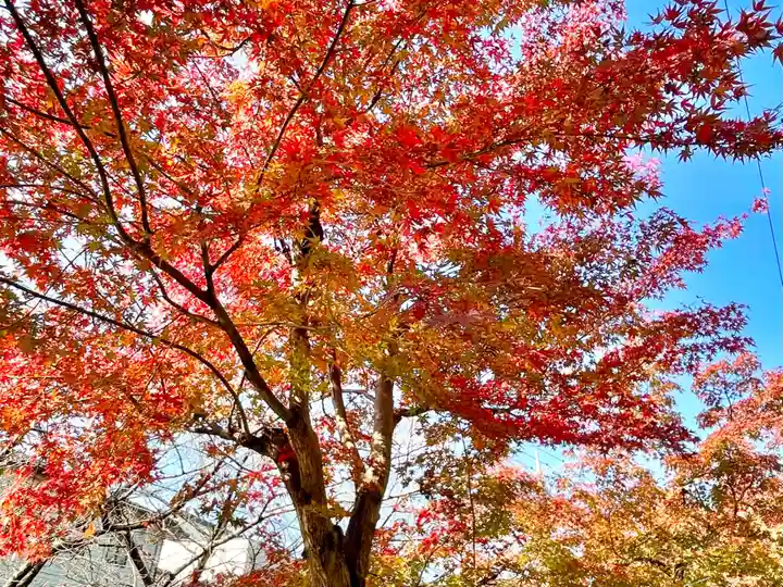 鳩ヶ谷氷川神社の自然